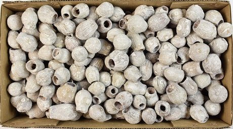 Image for Eukalypt/bell gum cu chiciura