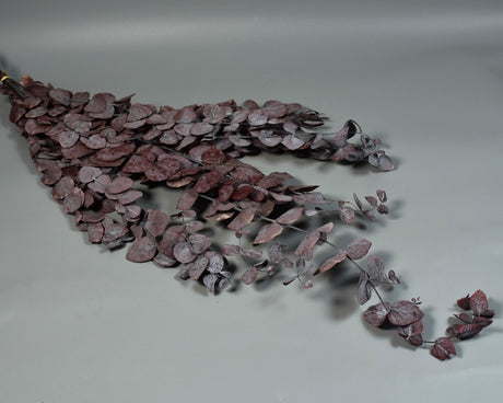 Image for Eukalypt argintiu Cinerea prep.rosu