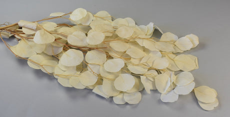 Image for Creanga eucalypt cu frunze rotunde prep.inalbit