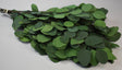 Image for Creanga eucalypt cu frunze rotunde spec.prep.verde inchis