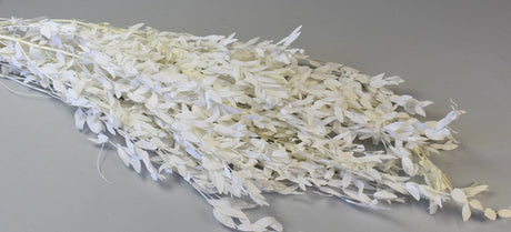 Image for Creanga eucalypt cu frunze mici prep.inalbit