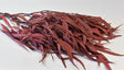 Image for Eucalipt cu frunze alungite /fructe prep. rosu