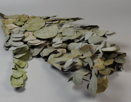 imagine produs Frunze eukalypt argintiu prep.natur