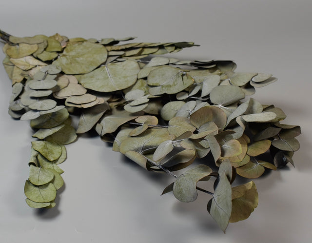 imagine produs Frunze eukalypt argintiu prep.natur