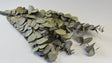 Image for Frunze Eukalypt  argintiu prep. verde inchis