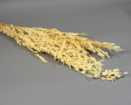Image for Eukalypt parvifolia prep. inalbit