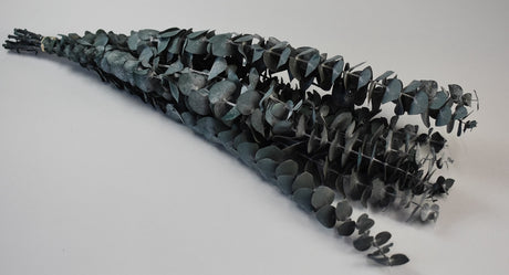 Image for Eukalypt spiral prep.albastru