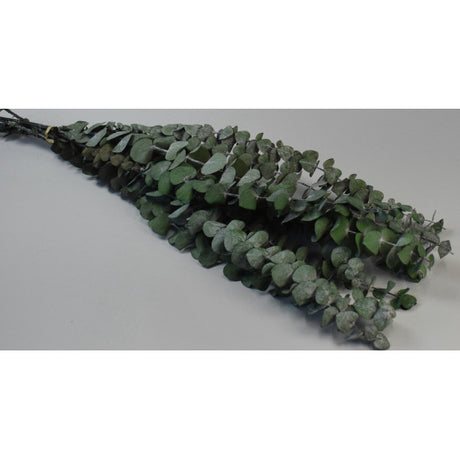 imagine produs Creanga eucalypt spiral prep.verde deschis