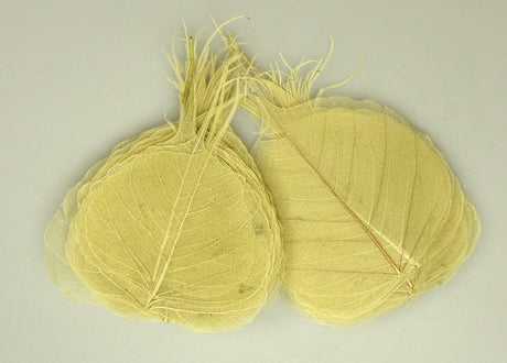 Image for Frunze voal S/100 natur