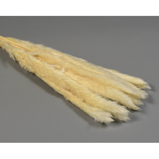 Iarba pampas mini inalbit