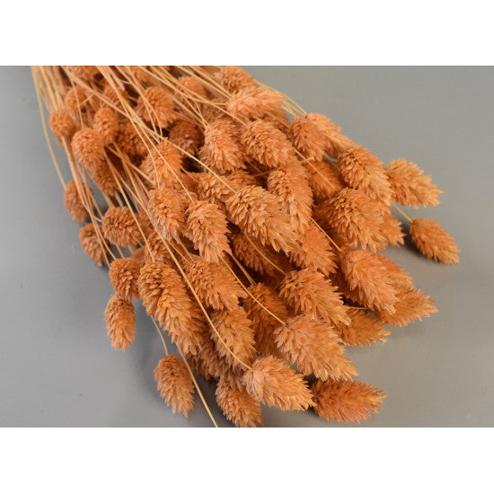 Tallaris 100gr inalbit piersica