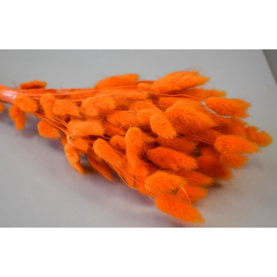 Lagurus 50gr inalbit portocaliu