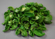 Image for Urechisori inalbit verde deschis