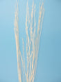 Image for Creanga salcie inalbit