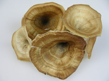 Image for Ciuperci mixte crem