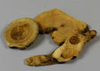 Image for Bucati de radacina natur deschis