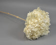 Image for Hortenzie 18-23cm prep.inalbit