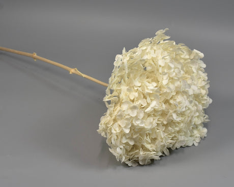 Image for Hortenzie 18-23cm prep.inalbit