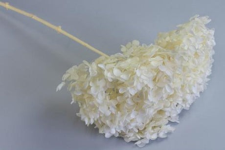 imagine produs Fir hortensie D:25cm preparat inalbit
