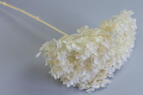 imagine produs Fir hortensie D:25cm preparat inalbit