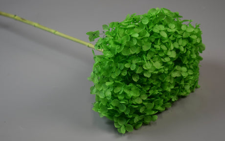 Image for Fir hortensie prep.verde deschis