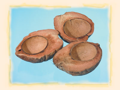 imagine produs Nuca de cocos half cut natur