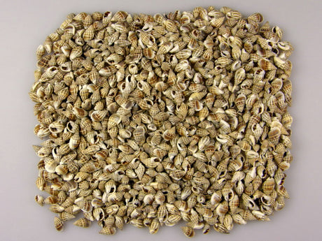 imagine produs Scoci kaka 1kg