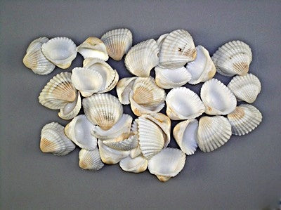 imagine produs Scoici 1kg chippi szivkagylo 2-3cm alb-nat