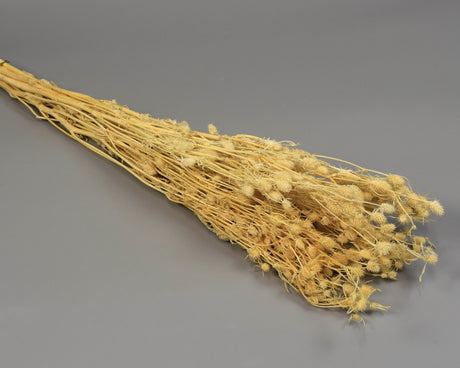 Image for Floare de" iringo "prep.inalbit