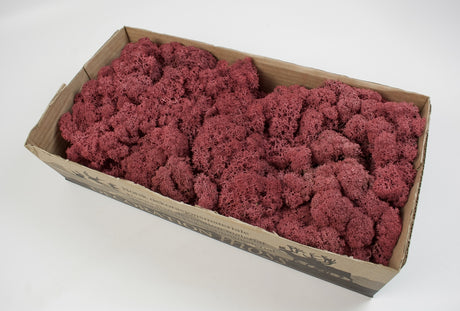 Image for Muschi Islanda 500g bordeaux
