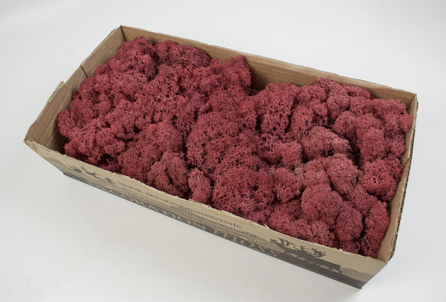 Image for Muschi Islanda 500g bordeaux