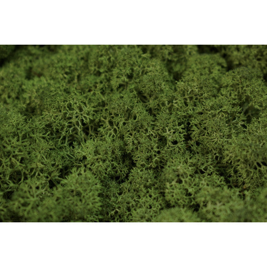 Muschi islanda 500gr verde muschi