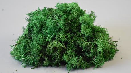 Image for Muschi islanda calitate II verde inchis