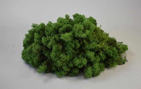 Image for Muschi Islanda verde mediu 0,25KG