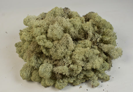 Image for Muschi Islanda 0.25kg natur