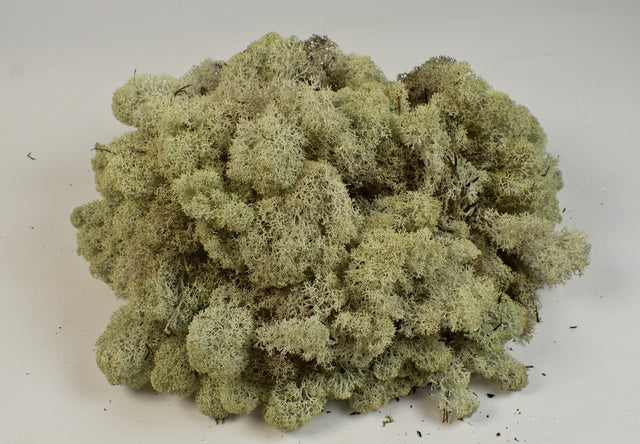 Image for Muschi Islanda 0.25kg natur