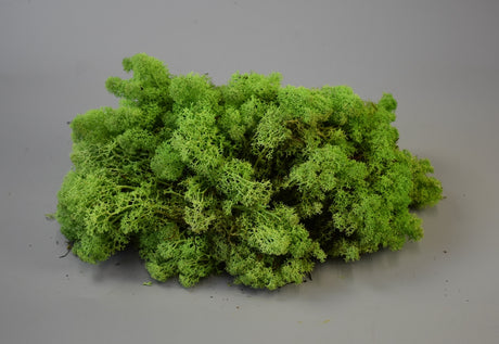 Image for Muschi Islanda. 0,25kg verde deschis