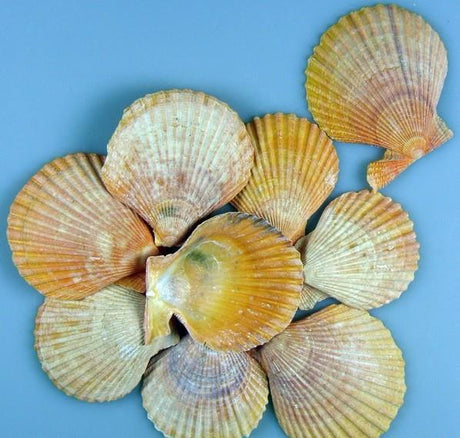 imagine produs SCOICI Austral FESUKAGYLO 0,5 kg Portocaliu