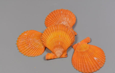 imagine produs Scoici Ausztral Fesukagylo 1kg portocaliu