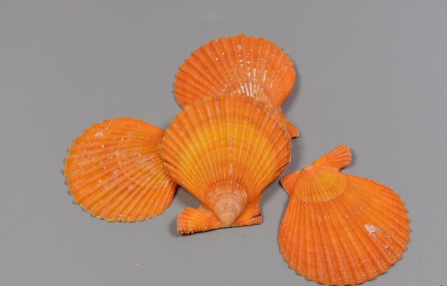 imagine produs Scoici Ausztral Fesukagylo 1kg portocaliu