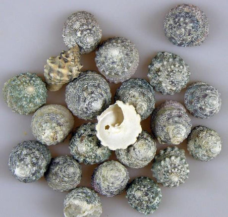 imagine produs Scoici Spotted Porgettty Snail 1kg Verde