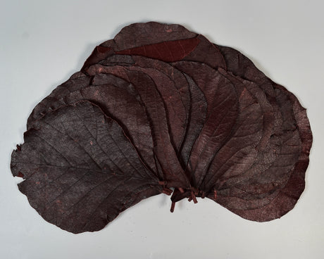 Image for Frunze cobra rosu