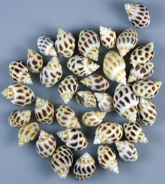 imagine produs Koskas csiga natur 1kg