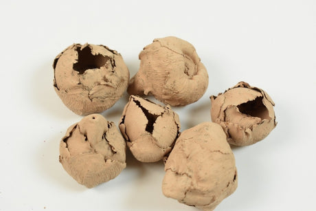 imagine produs Cocos mini vopsit