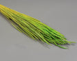 Image for Phleum 80gr applegreen