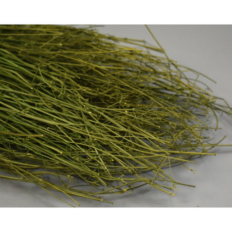 Coriandru 100gr 65cm verde muschi