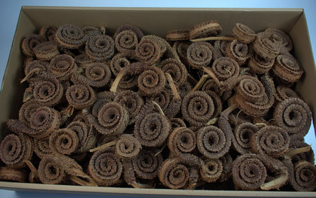 Image for Coarna de berbec 100buc.