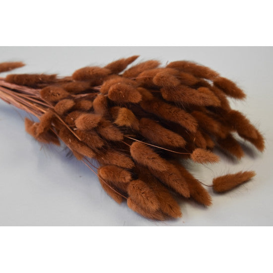 Lagurus 50g maro