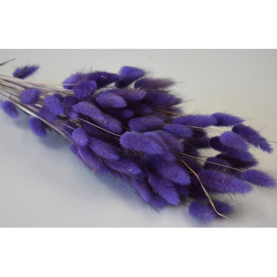 Lagurus 50gr mov