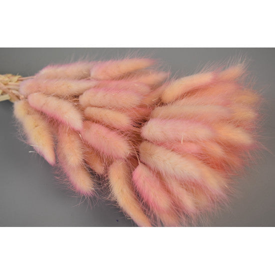 Lagurus ombre piersica